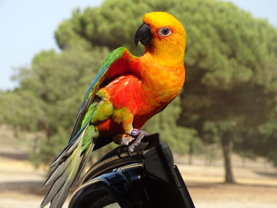 Treino aves para voo livre, voo indoor e amansamento