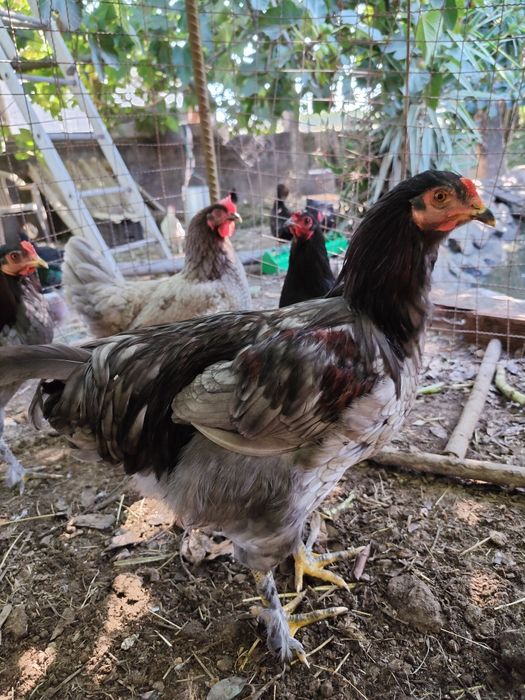 Galo Olive egger com 6 meses