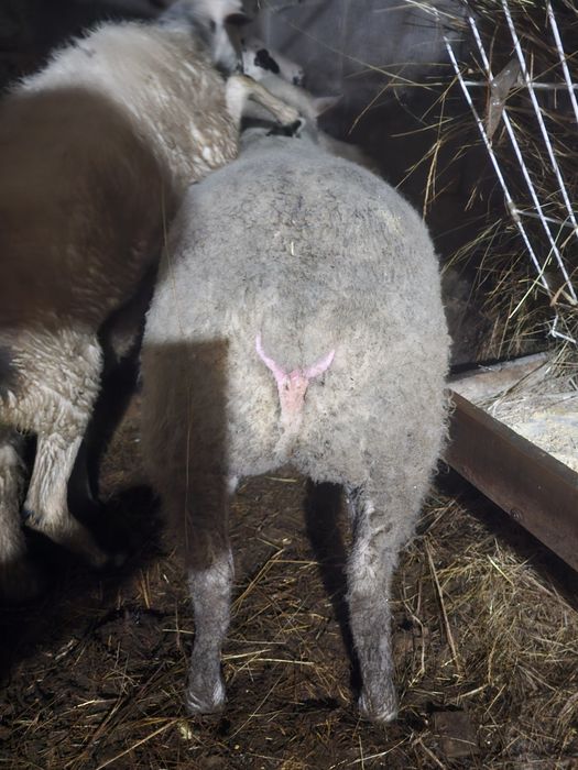 Île-de-France top Vendo ou Troco