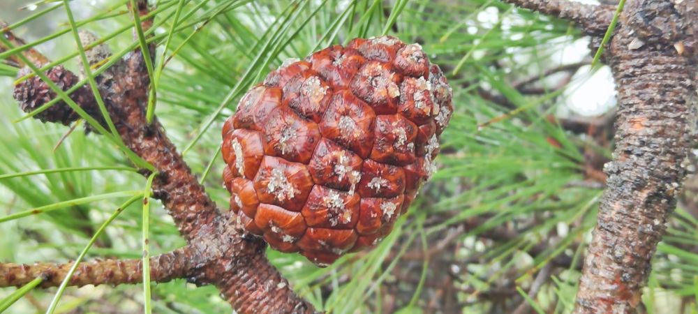 Pinha Pinheiro Manso