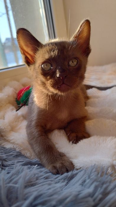 Бурма Європейська,соболиний хлопчик