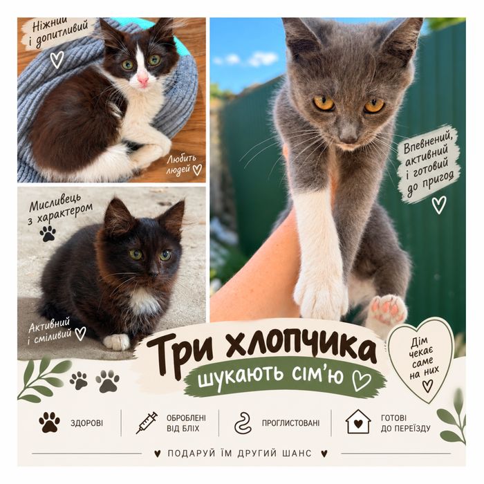 Віддам кошенят в добрі руки