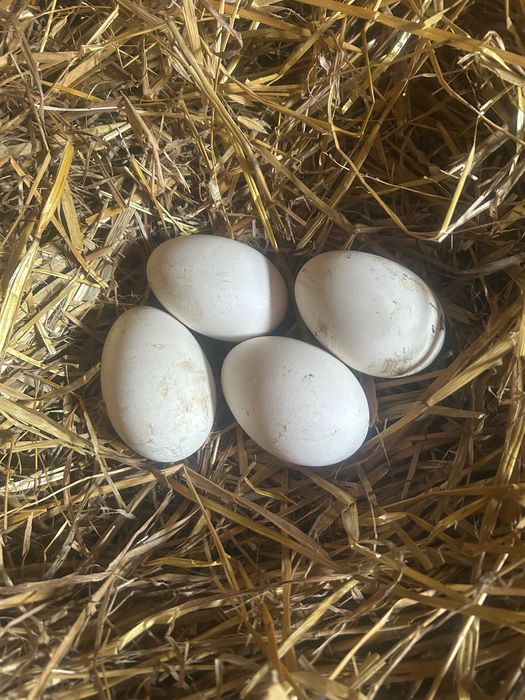 Jaja lęgowe gęsi pomorskich-siodłatych