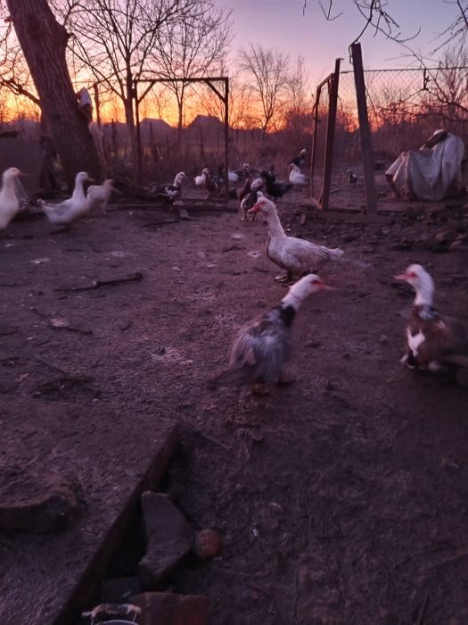 Качка мускусна. Шипуни