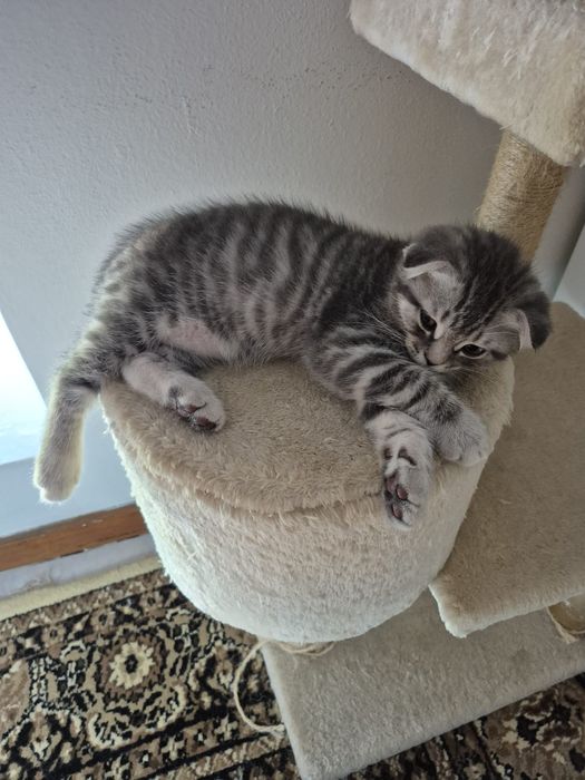 Gatinho Scotish Fold