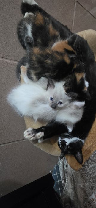 Gatinhos bebés para dar