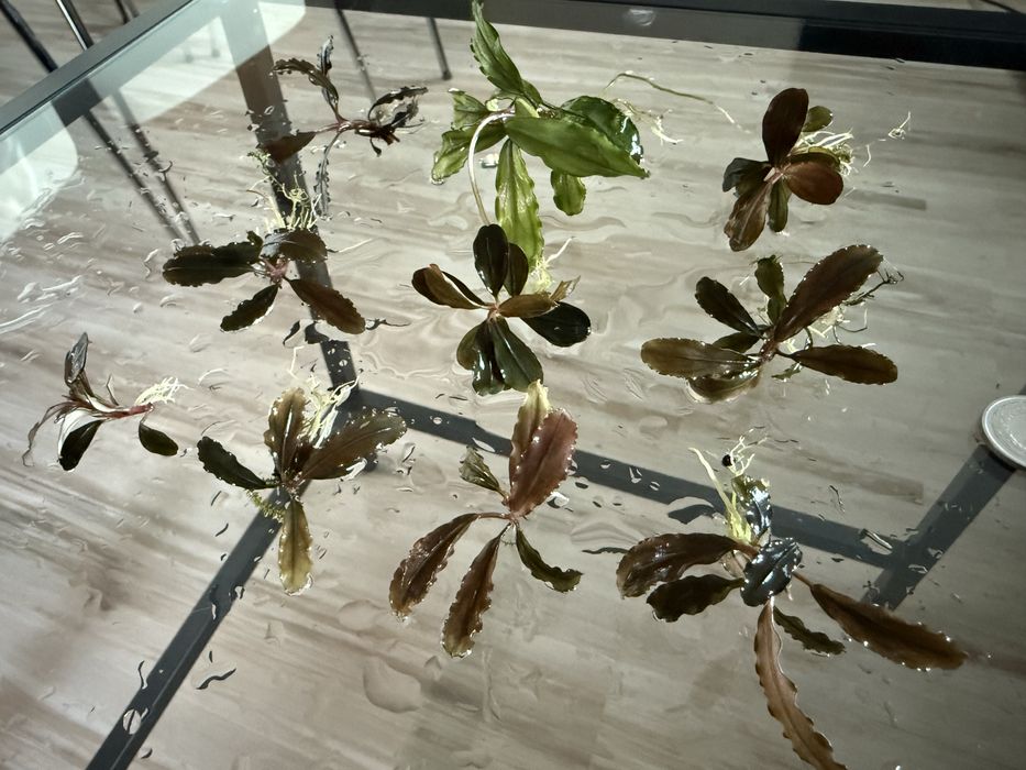 Bucephalandra 3 rodzaje 10 szt