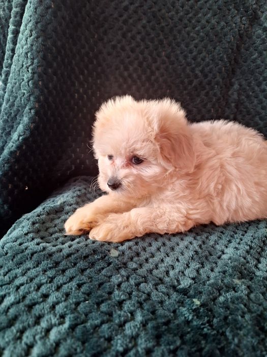 Maltipo-maltanczyk&pudel