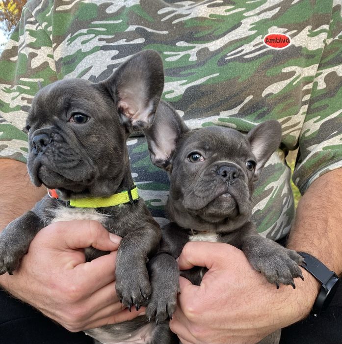 Французский будьдог