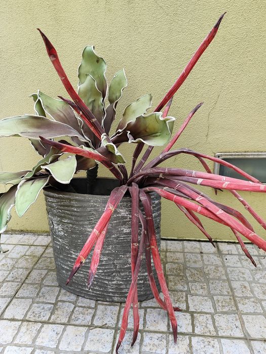 Jarra com plantas decorativas