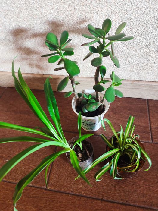 Набір у стаканчиках