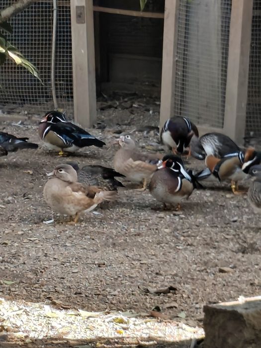 Patos carolino...