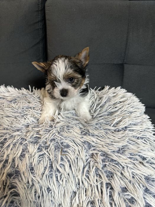 Biewer Yorkshire Terrier