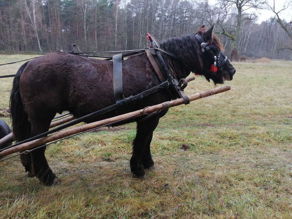 Sprzedam klacz karą 5 lat