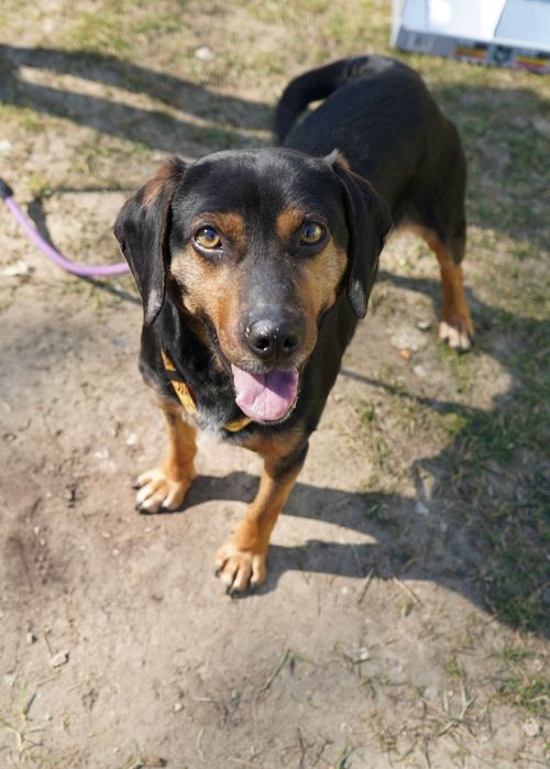 Kochany samiec Dasti czeka na adopcję