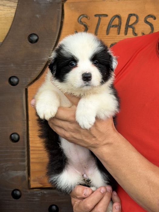Border Collie  dziewczynka fci