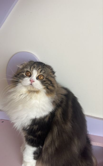 Haighland fold femea