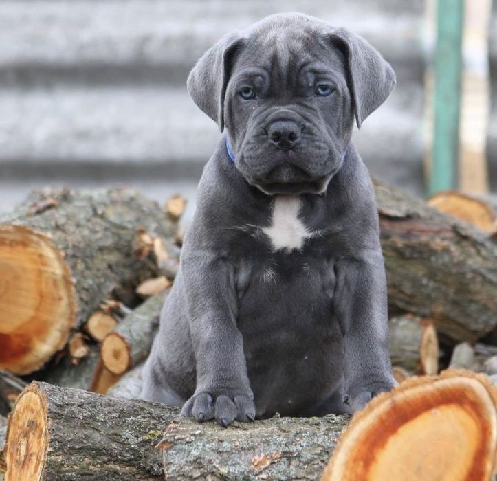 Голубой кане корсо _Lev