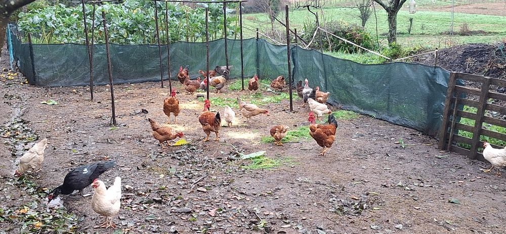 Ovos caseiros para venda