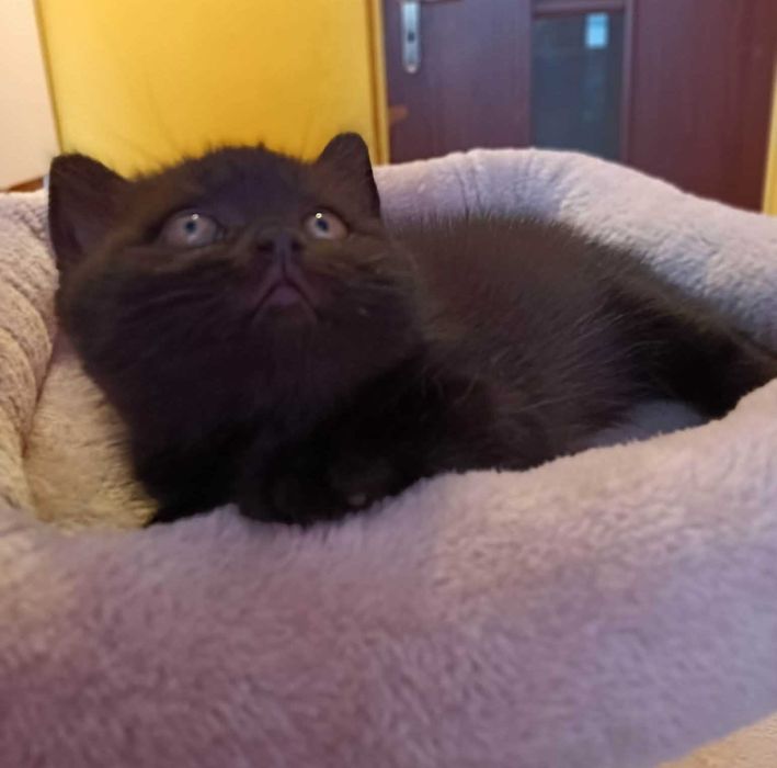 Koty kociaki kocięta Brytyjskie krótkowłose