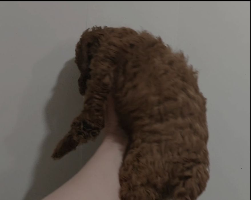 Caniche toy Red Braun