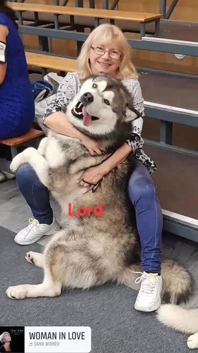 Zapowiedź miotu Alaskan Malamute ZKwP/FCI