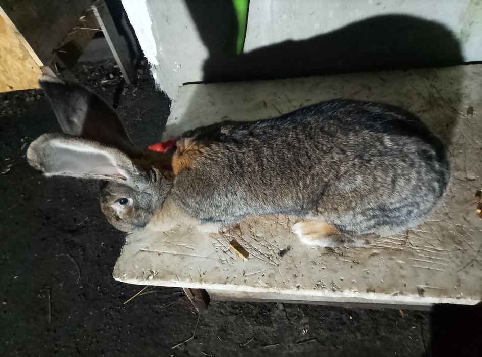 Sprzedam samca oraz samice wiek 8 miesięcy oraz 9 miesięcy