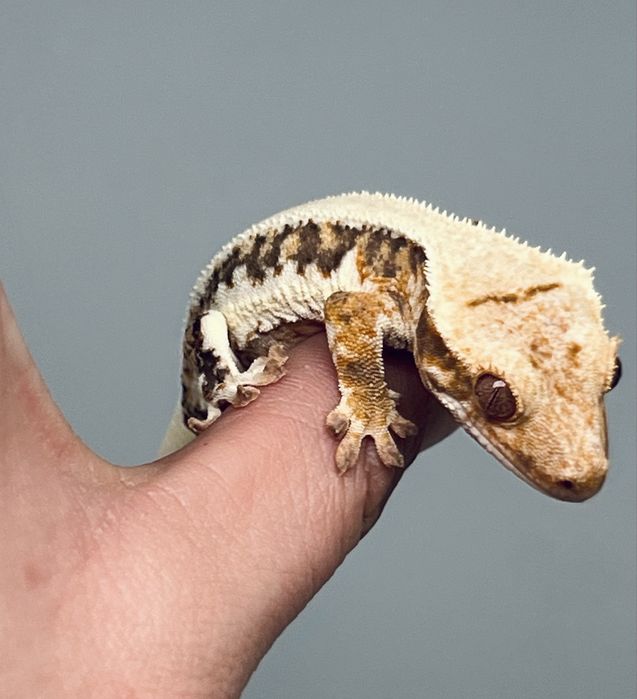 Gekon orzęsiony lily white możliwa wyprawka transport