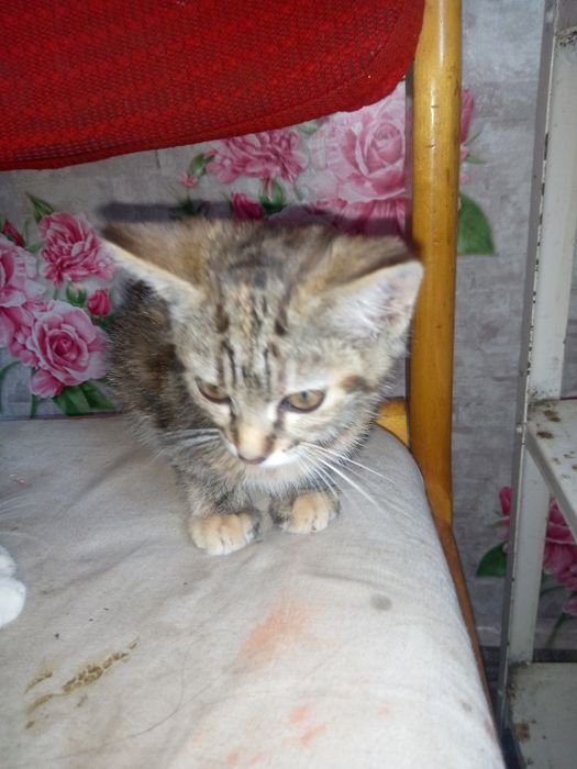 Продам кошенят в добрі руки