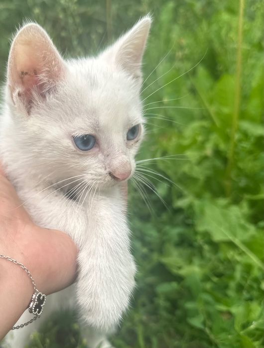 Котята в добрі руки