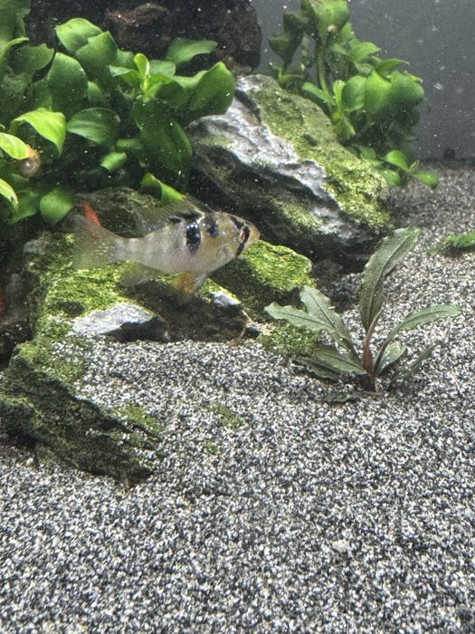 Vendo Ramirezi German Blue