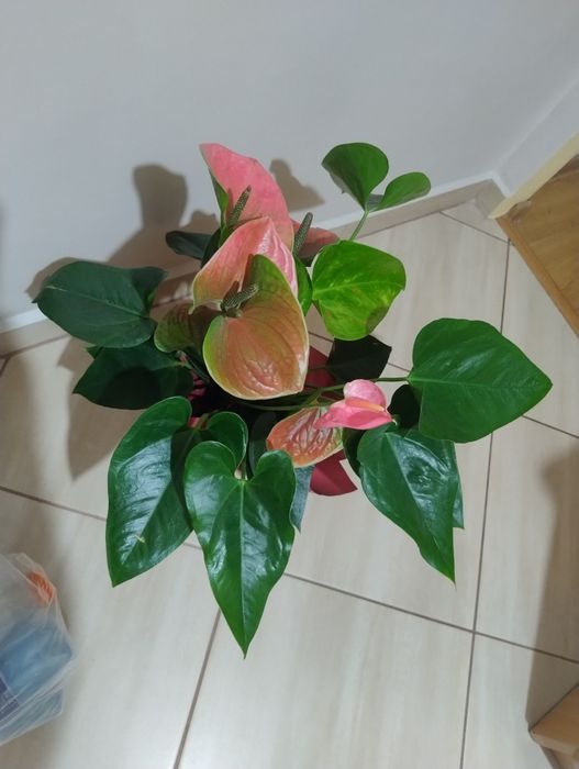 Sprzedam anthurium duże