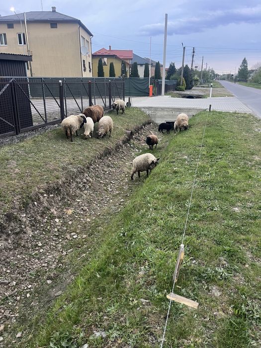 Продам овець порода суфолк +дорпер