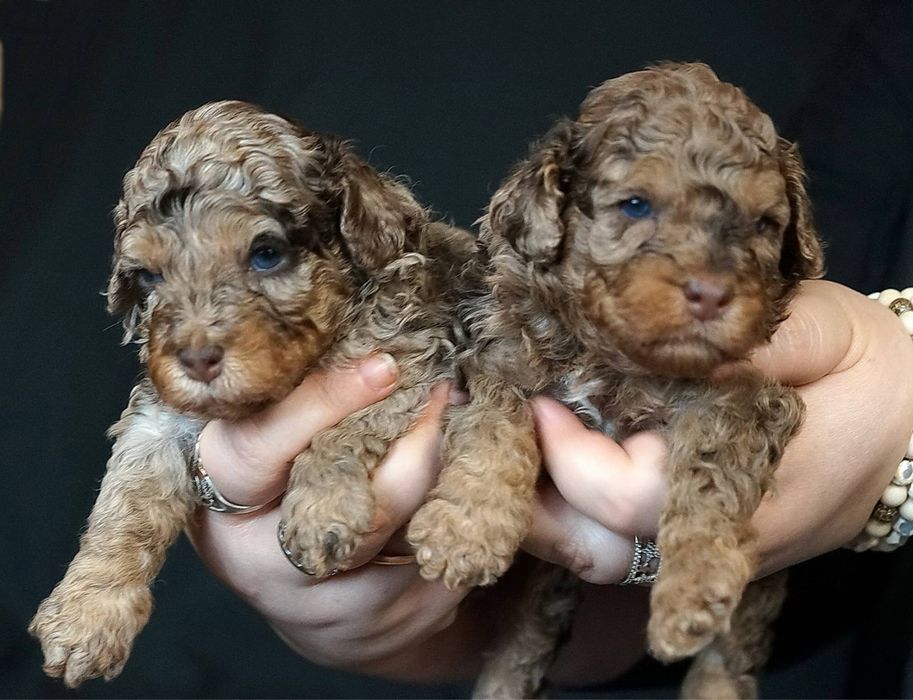 Дівчатка Той Пуделя та Кавалер Кінг Чарльз