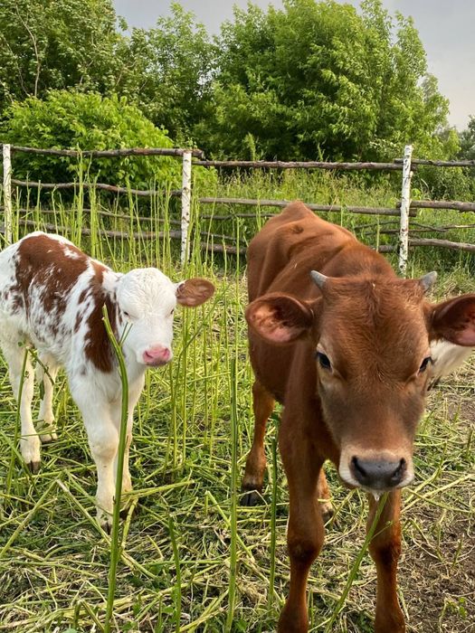 Телята, бички купую молочні.