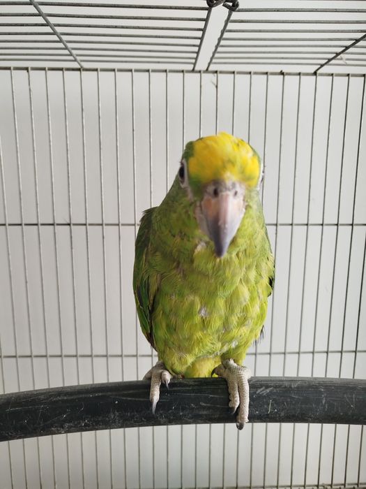 Amazona ochrocephala