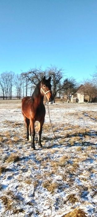 Продам Лошатку гарну