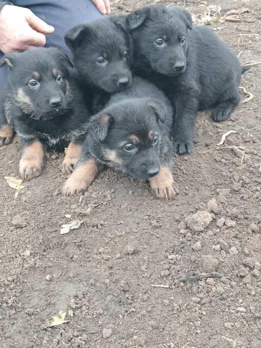 Німецька вівчарка