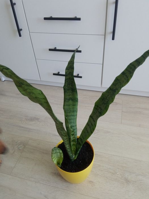Сансевієрія вазон щучий хвіст