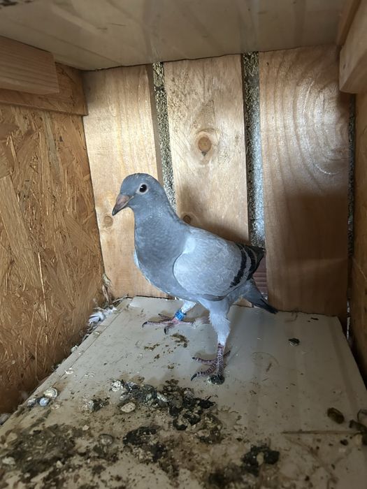Vendo borrachos de pombos correios