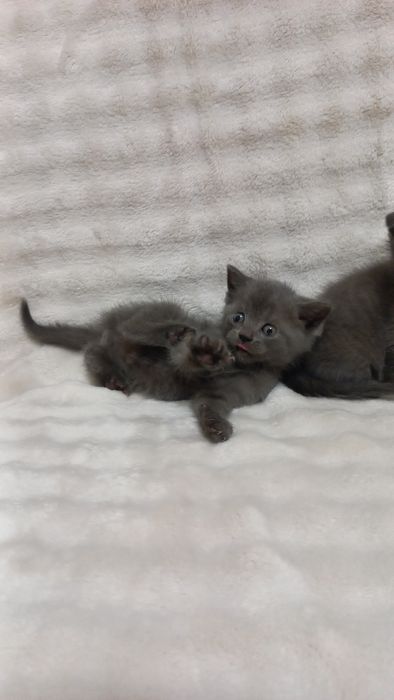 Продаж шотладських висловухих та прямовухих котиків