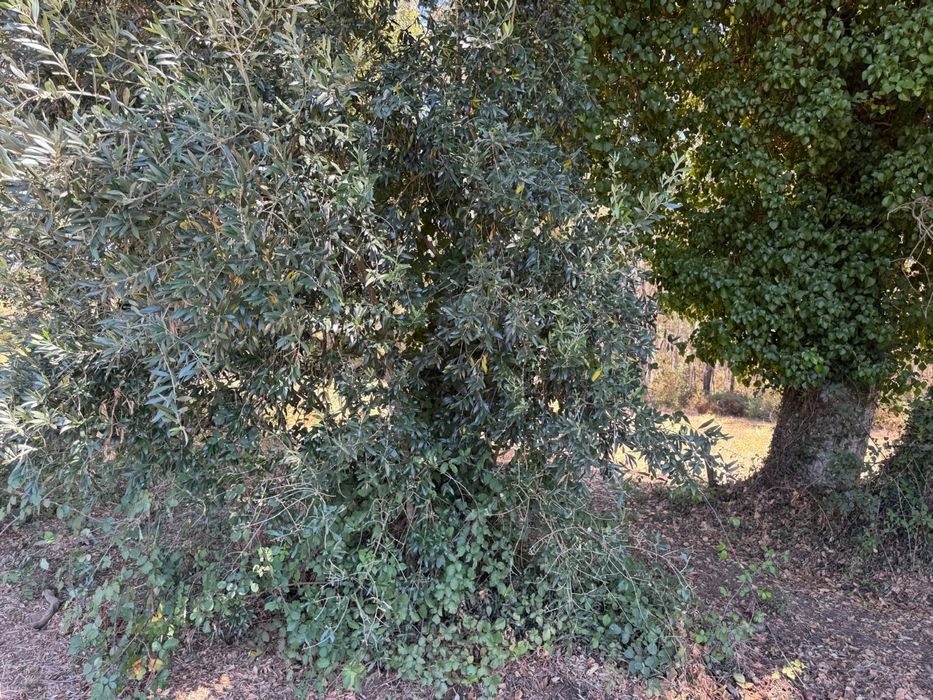 Vendo Arvores Oliveiras