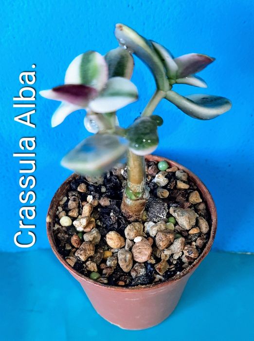 Вариегатные крассулы толстянки грошовi дерева суккуленты.