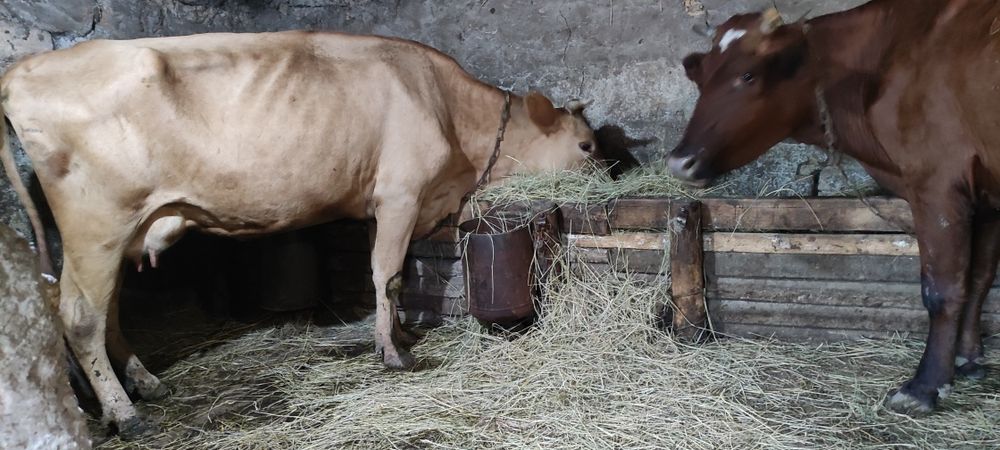Продам коров на хозяйство
