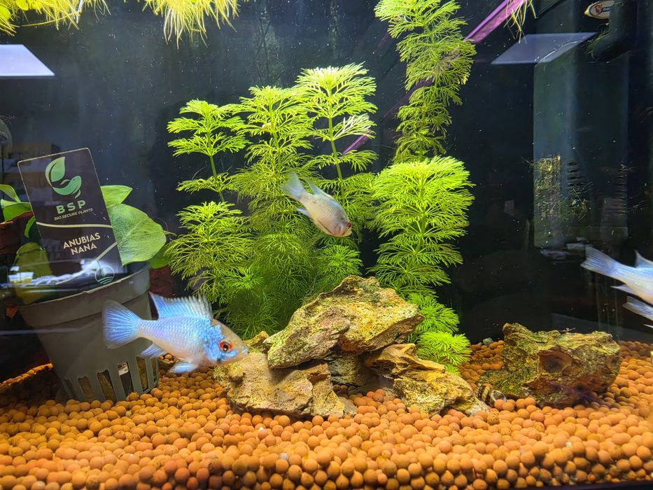Ramirezi Eletric Blue (Mikrogeophagus Ramirezi)