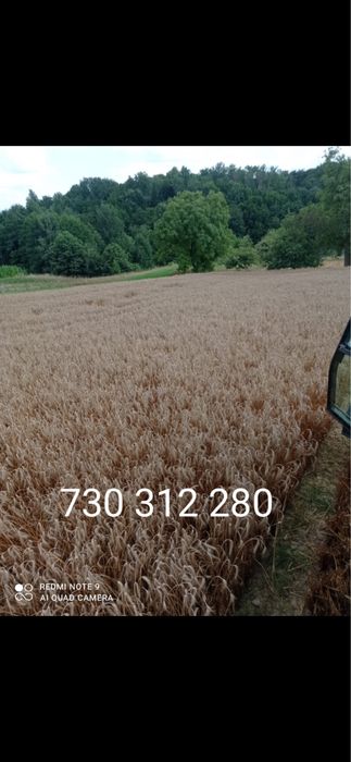 Sprzedam pszenicę ozimą