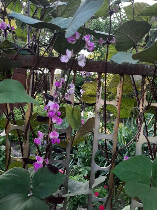 Доліхос(в'юнкий бузок), насіння.