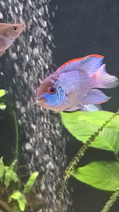 Młode akary Blue Electric od 2-3cm