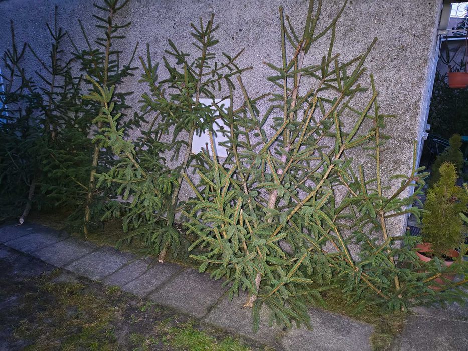 Oddam wybrakowane choinki
