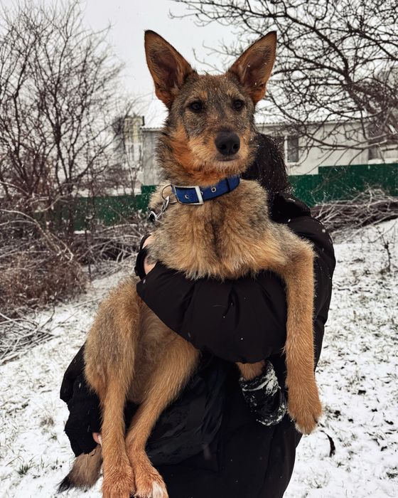 Собака в пошуку сімʼї